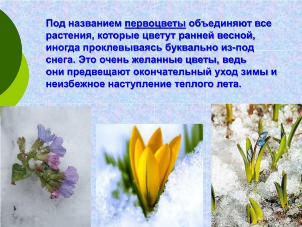 Первоцветы это растения которые распускаются