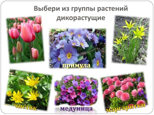 Растения весенних цветников 2 класс