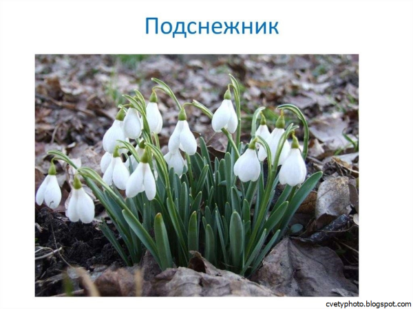 Весенние цветы названия
