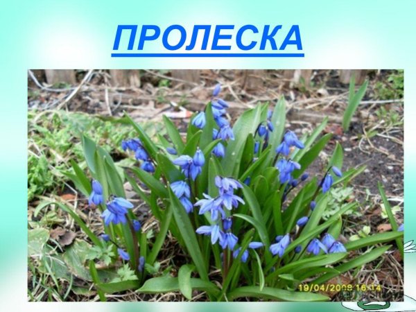 Пролеска Сибирская описание