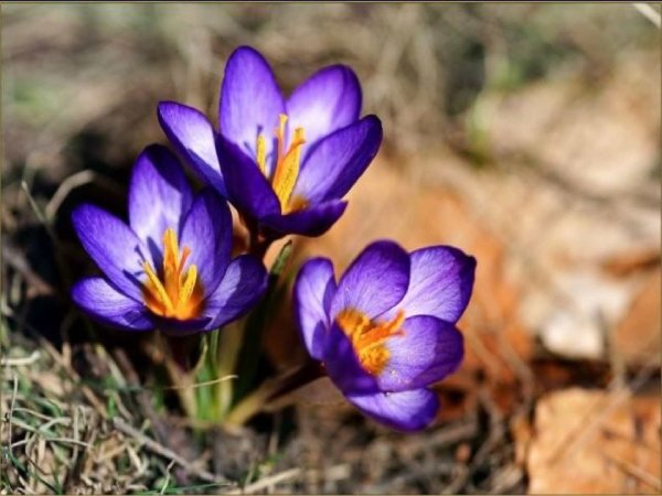Крокус Шафран Крымский