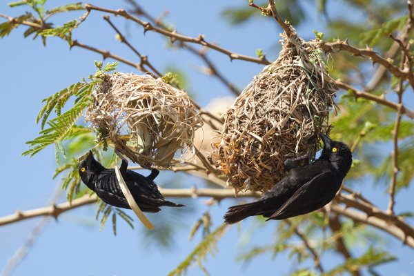 Птицы вьют гнезда весной