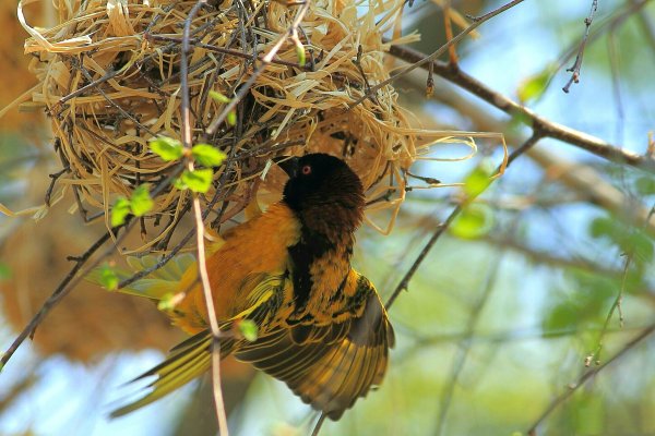 Пти́цы строя́т гнездо́.