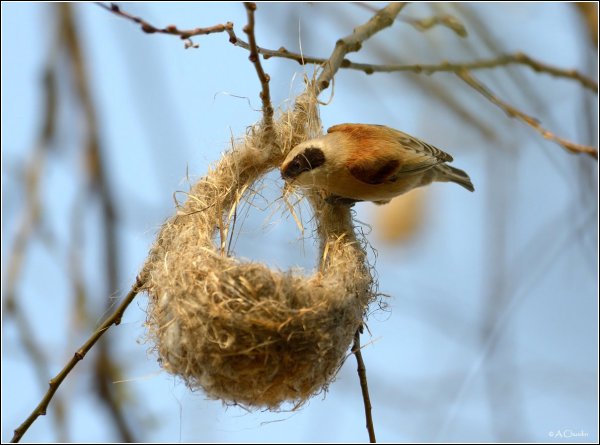 Гнездо для птиц.