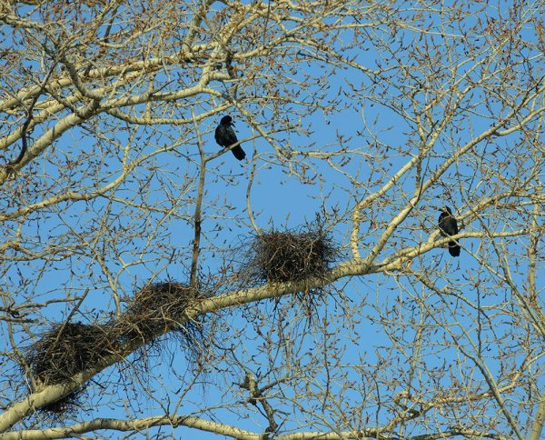 Грачи вьют гнезда