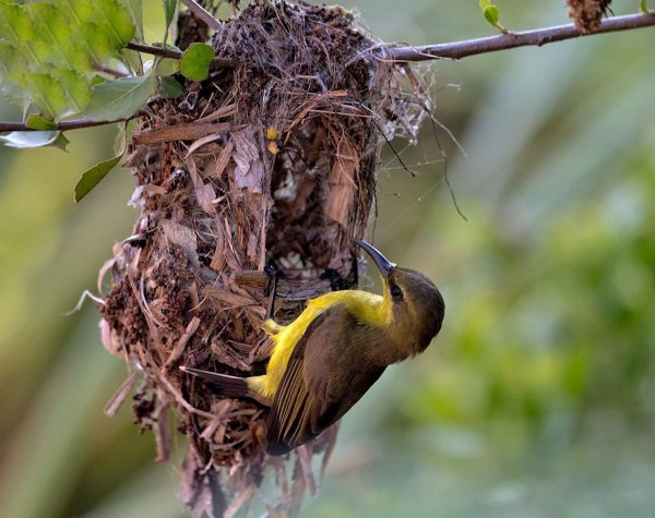 Удивительные гнезда птиц