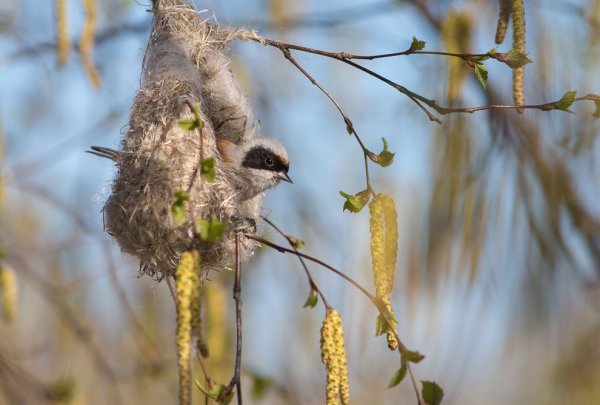 Венценосный Ремез