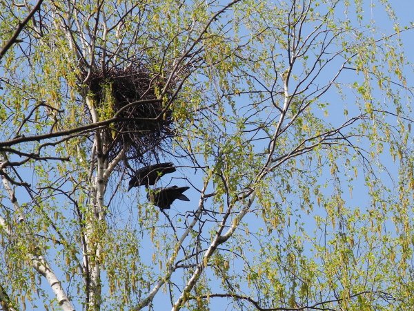 Грачевник гнезда