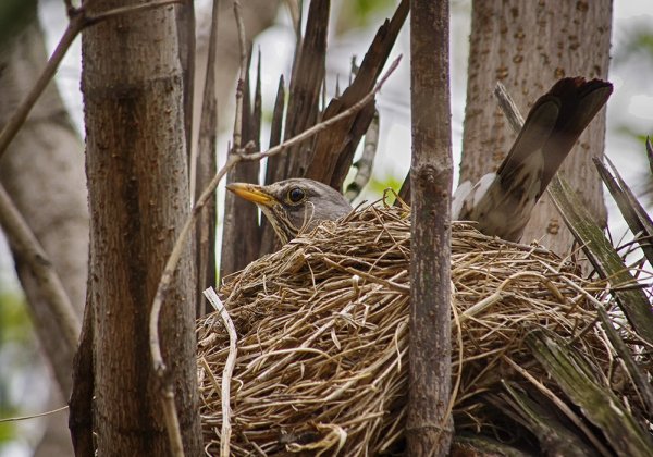 Гнездо для птиц.