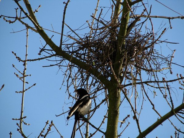 Гнездо Грача