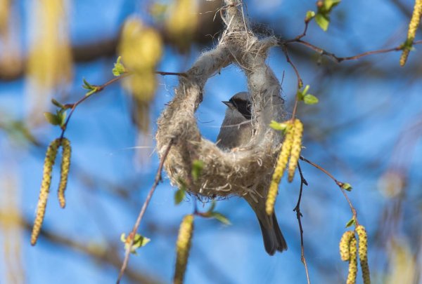 Гнезда Воробьев
