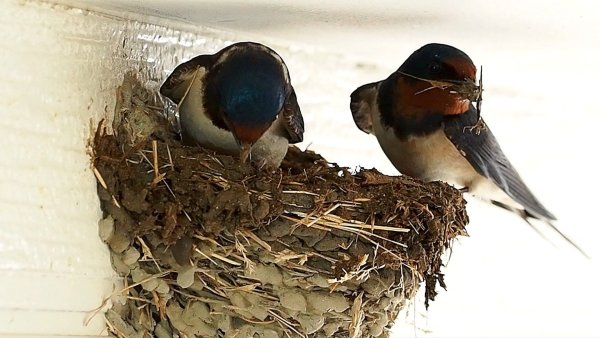Гнездо вороны Воронье гнездо