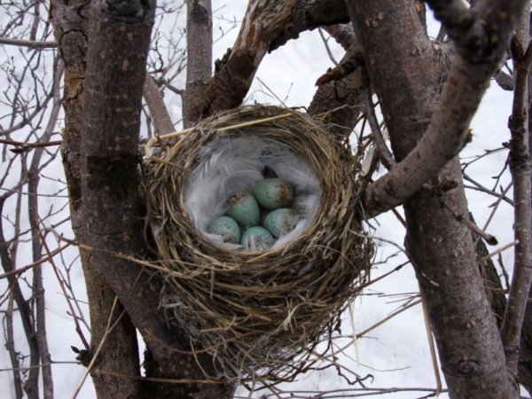 Грачиные гнезда на деревьях