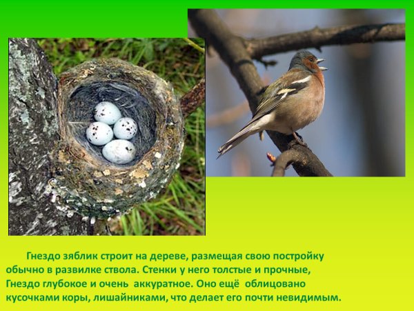 Гнездо синицы Ремез