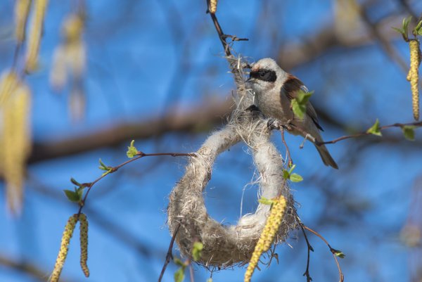 Африканский Ремез гнездо