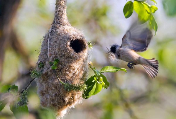 Птицы гнездятся в феврале