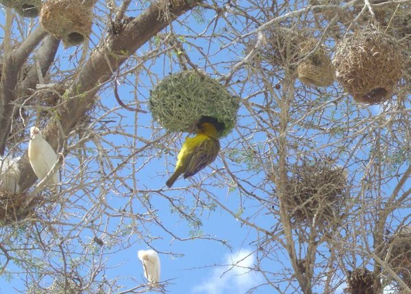Весеннее гнездо