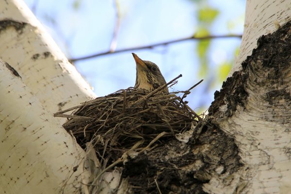 Птицы вьют гнезда весной