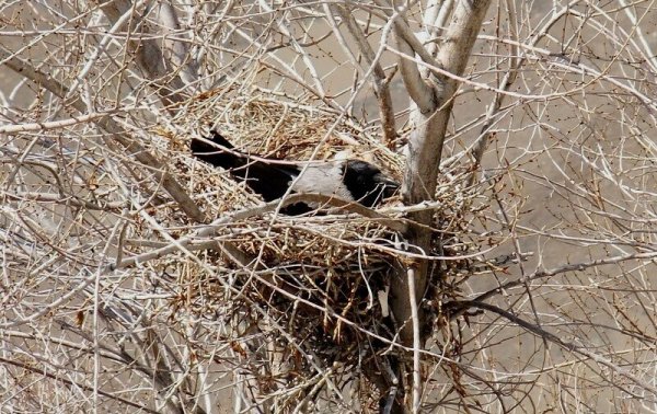 Птичье гнездо на дереве