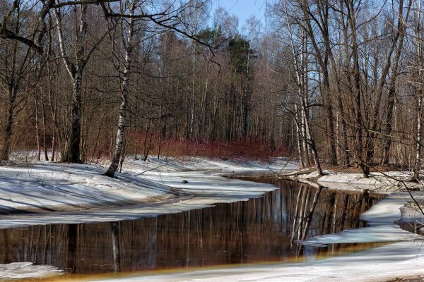 Крокусы в снегу