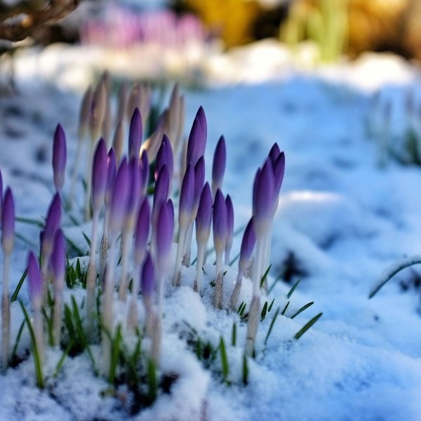 Весна подснежники крокусы