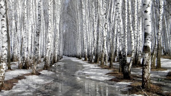 Весенние ручьи