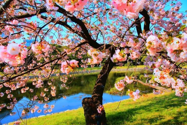 Весна цветущие сады