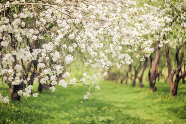 Цветущие ветки