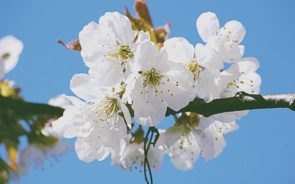 Вишня весной