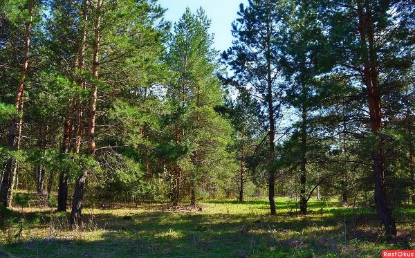 Весна в Сосновом Бору