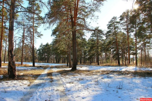 Сосновый Бор ранняя Весна река