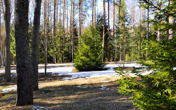 Весна в Сосновом Бору