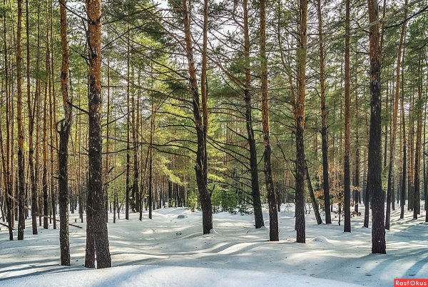 Воронеж весенний лес