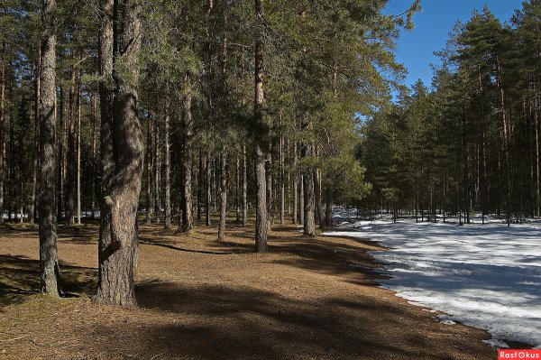 Весна в Сосновом лесу