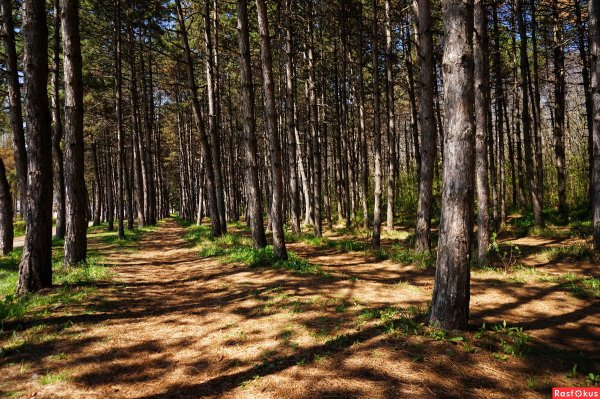 Новосибирск Сосновый Бор природа