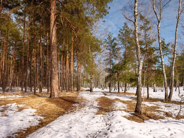 Весна в лесу