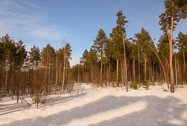 Сосновый Бор весной