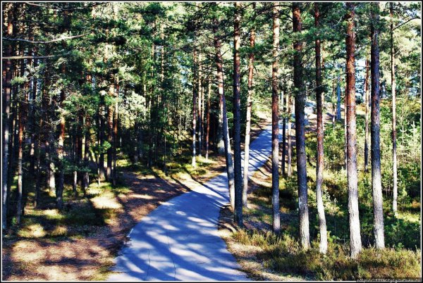 Сосна обыкновенная Pinus