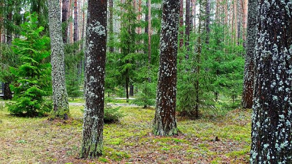 Лес Сосновый Дзержинск