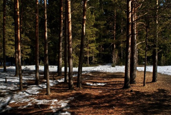 Сосновый Бор ранней весной