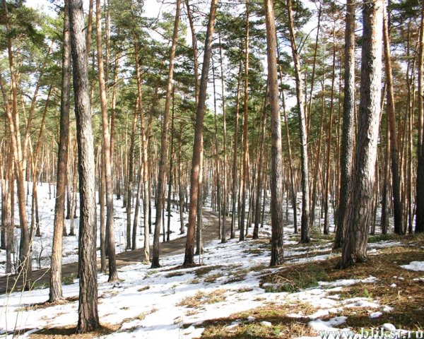 Весна в хвойном лесу