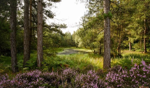 Сосновый лес Клязьма