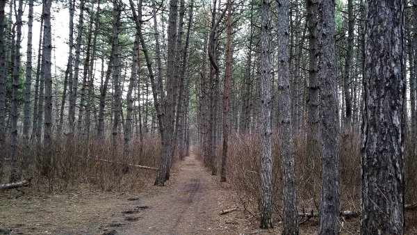 Брянск Сосновый Бор леса