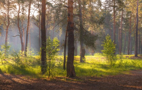 Московская область Сосновый Бор Сосновый Бор