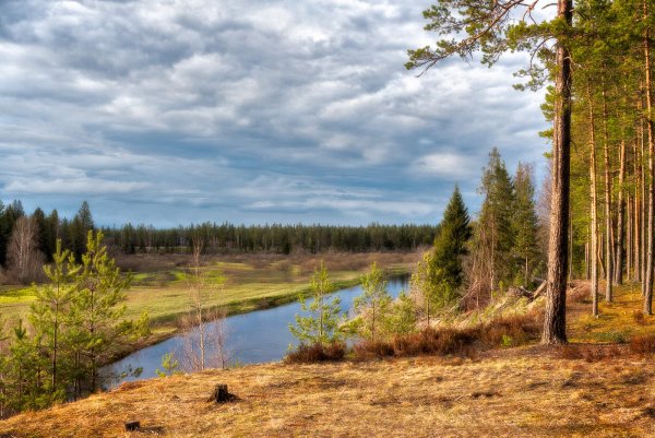 Весна в Сосновом лесу