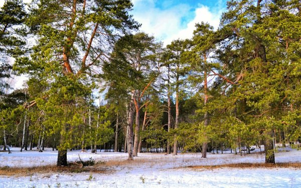 Сосновый лес Бор зимой в Антоново Овсеенко