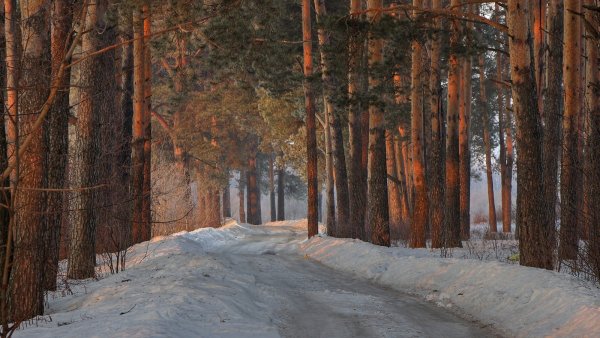 Кузьминский лес