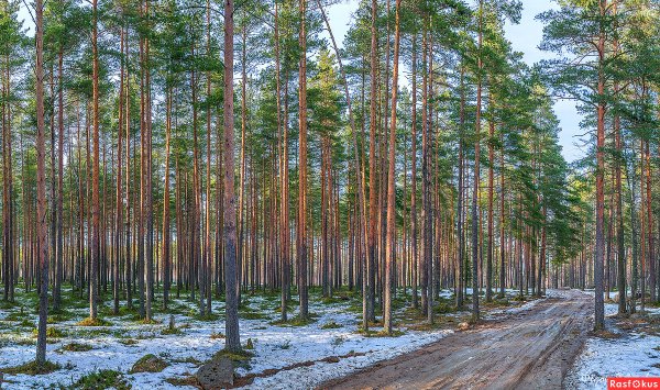Сосновый лес Торжок