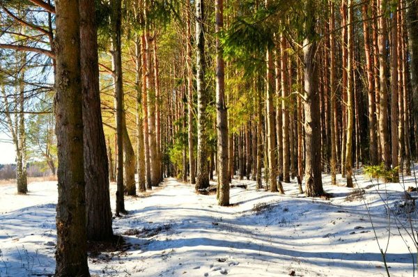 Март таяние Сосновый лес март шишки живопись