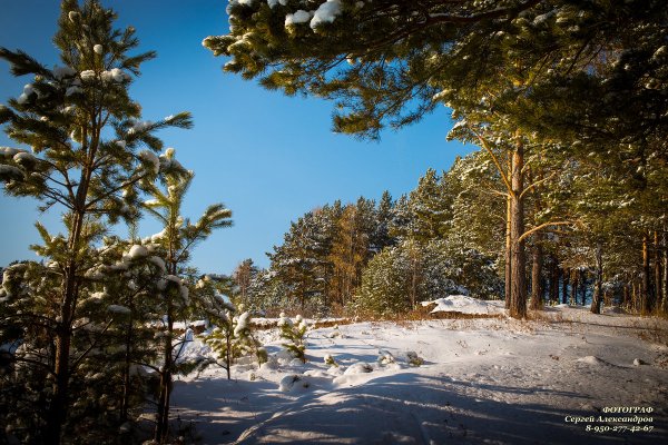 Сосновый лес Екатеринбург